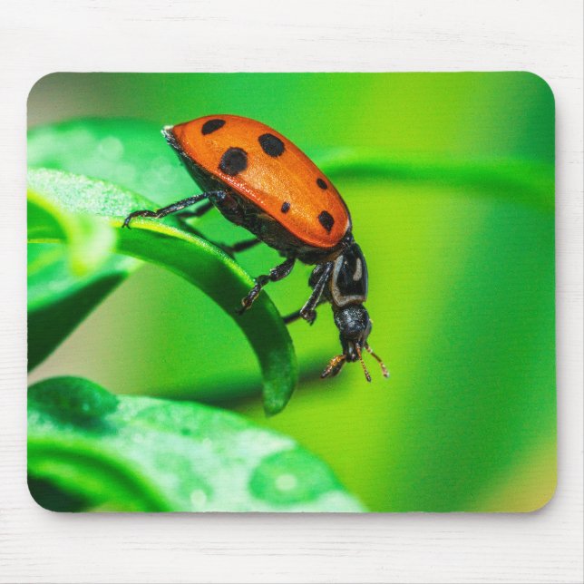 Ladybug on Leaf – Macro Nature Photo Art Print Mouse Mat (Front)