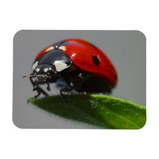 Ladybug on Leaf Magnet