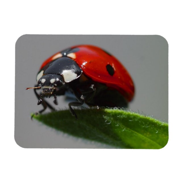 Ladybug on Leaf Magnet (Horizontal)