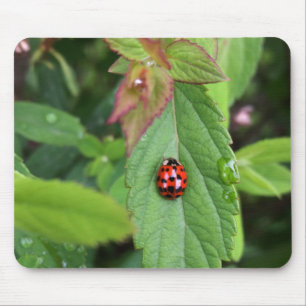ladybug on leaf mouse mat