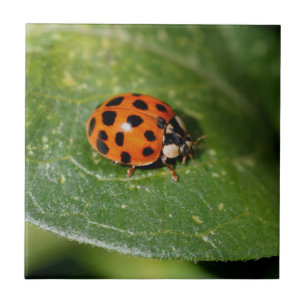 Ladybug On Leaf Nature Tile