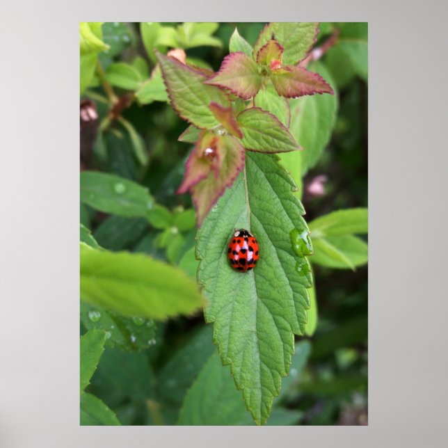 ladybug on leaf poster (Front)