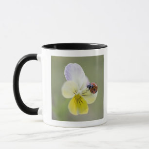 Ladybug on Pansy Biei, Hokkaido, Japan Mug