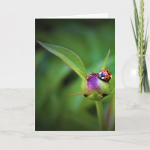 Ladybug On Peony, card