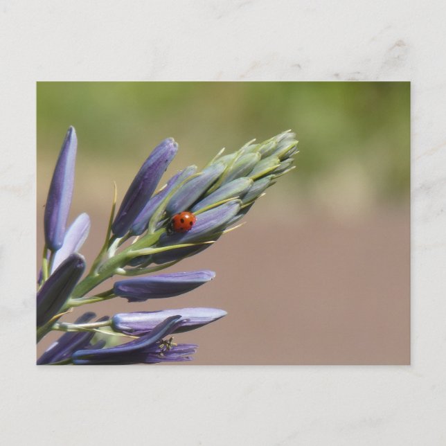Ladybug on Purple Flower DIY Postcard (Front)