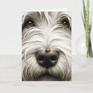 Ladybug On Shaggy Dog's Nose Card