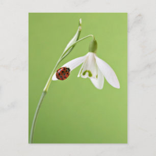 Ladybug on snowdrop postcard