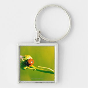 Ladybug on sprig key ring