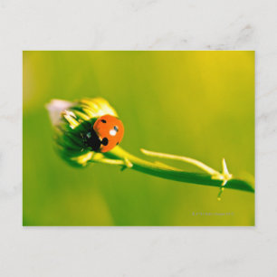 Ladybug on sprig postcard