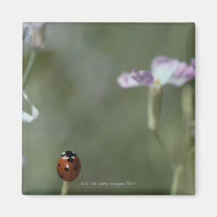 Ladybug on Stem Magnet