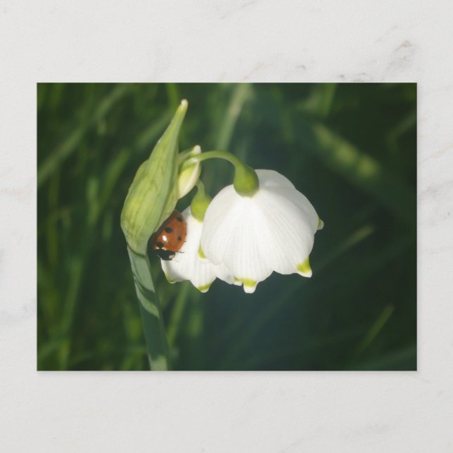 Ladybug on Summer Snowflake Flower DIY Postcard (Front)
