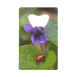 Ladybug on Sweet Violet Flowers