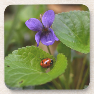 Ladybug on Sweet Violet Flowers Coaster
