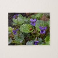 Ladybug on Sweet Violet Flowers