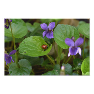 Ladybug on Sweet Violet Flowers Poster