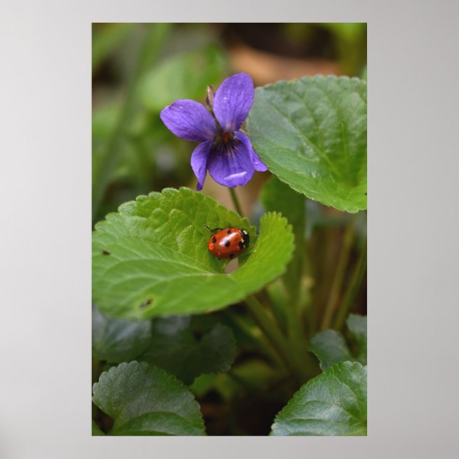 Ladybug on Sweet Violet Flowers Poster (Front)