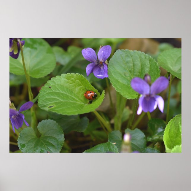 Ladybug on Sweet Violet Flowers Poster (Front)