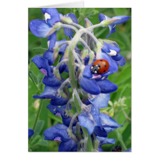 Ladybug on Texas Bluebonnet