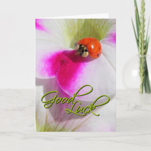 Ladybug on the petunia - Good luck Card