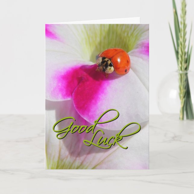 Ladybug on the petunia - Good luck Card (Front)