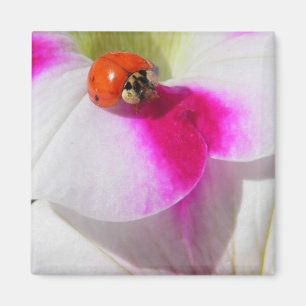 Ladybug on the petunia Magnet