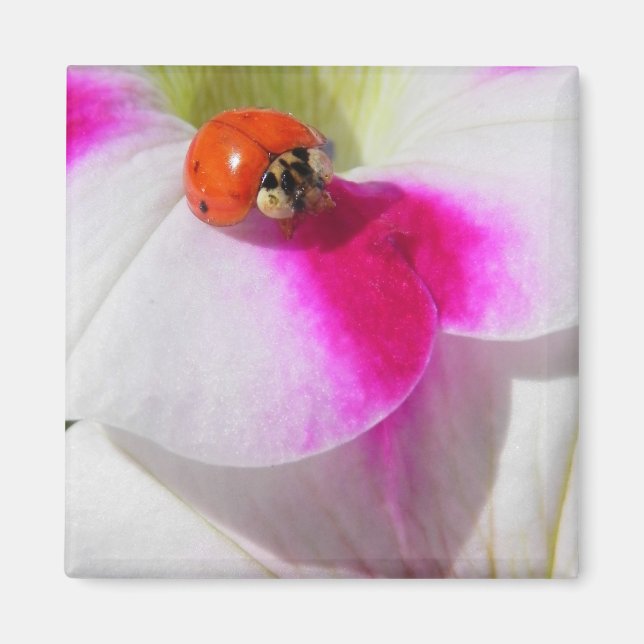 Ladybug on the petunia Magnet (Front)