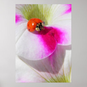 Ladybug on the petunia Poster