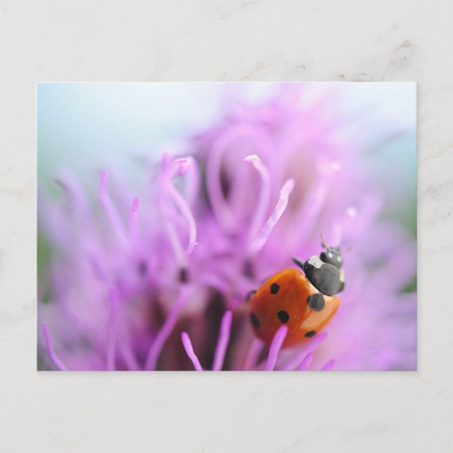 Ladybug on the purple flower card (Front)