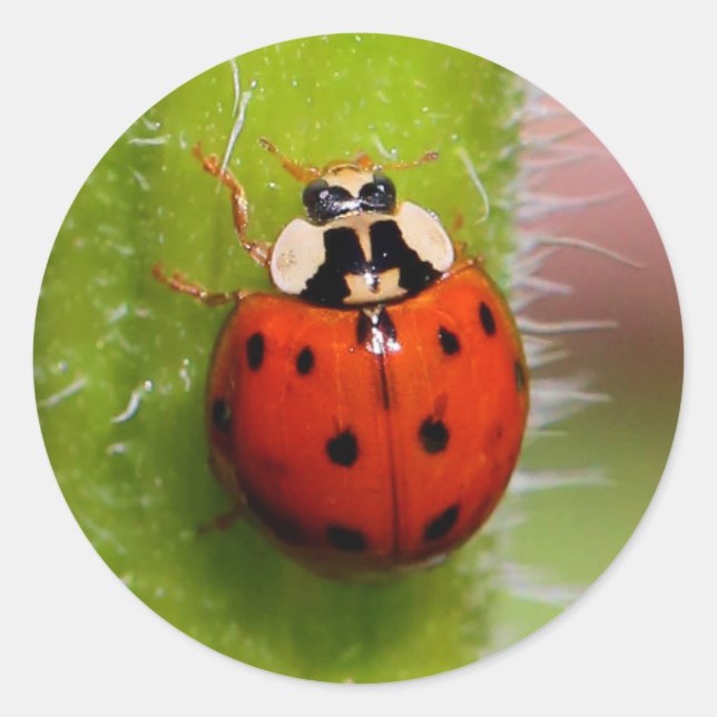 Ladybug on the Sunflower Stalk Classic Round Sticker (Front)
