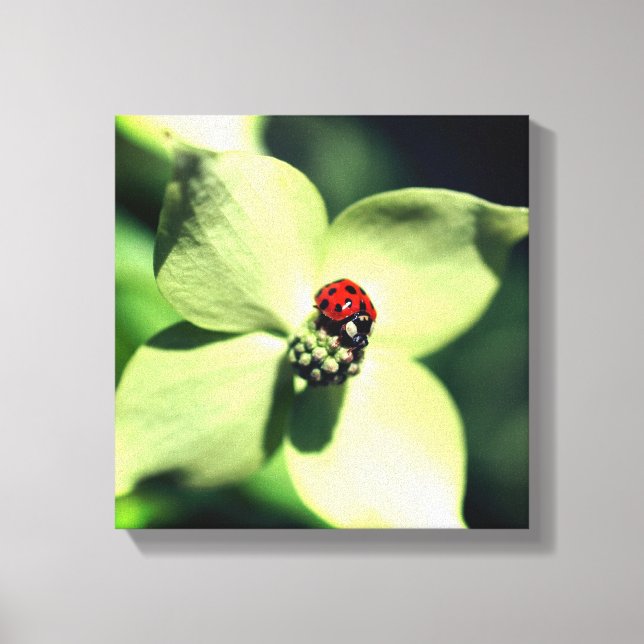 Ladybug On White Dogwood Flower Close Up Canvas Print (Front)