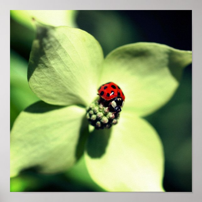 Ladybug On White Dogwood Flower Close Up Poster (Front)