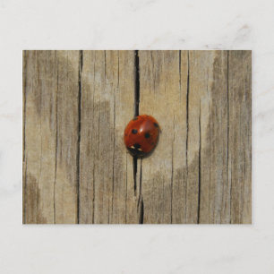 Ladybug on wood postcard