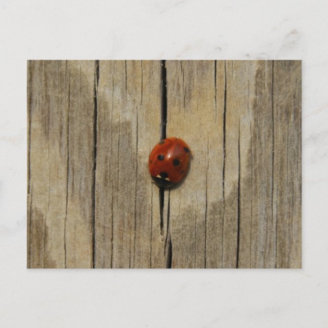 Ladybug on wood postcard (Front)