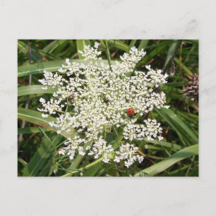 Ladybug on Yarrow Postcard