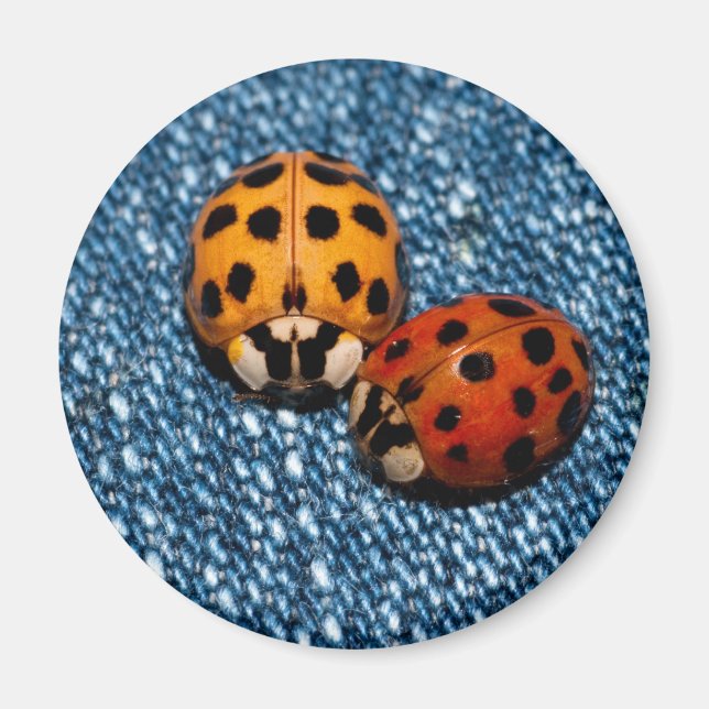 Ladybug Pair Magnet (Front)