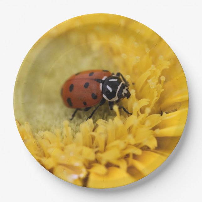 Ladybug      paper plate (Front)