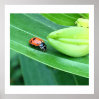 Ladybug Photo