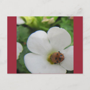 Ladybug Postcard