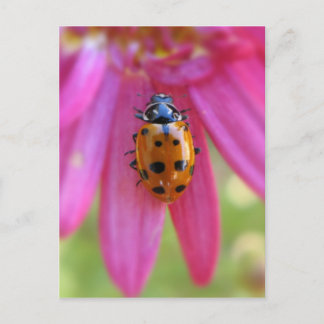 Ladybug Postcard