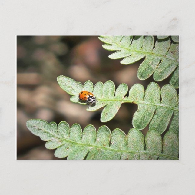 Ladybug Postcard (Front)