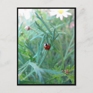 Ladybug Postcard