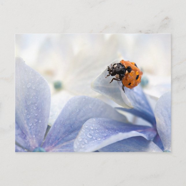 Ladybug Postcard (Front)