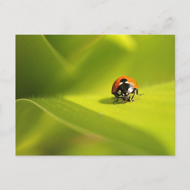 ladybug postcard (Front)