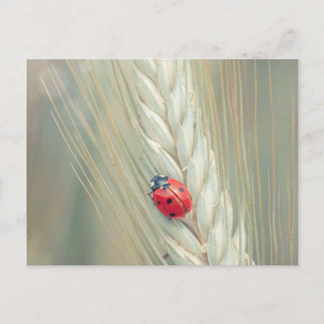 Ladybug Postcard (Front)
