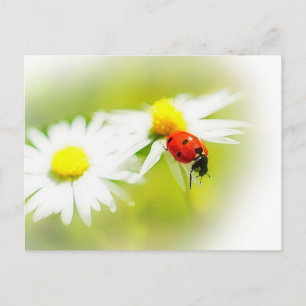 Ladybug Postcard