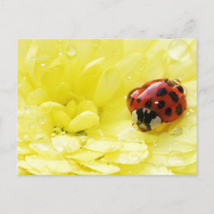 Ladybug Postcard