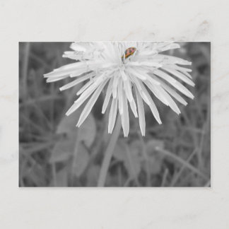 LadyBug Postcard