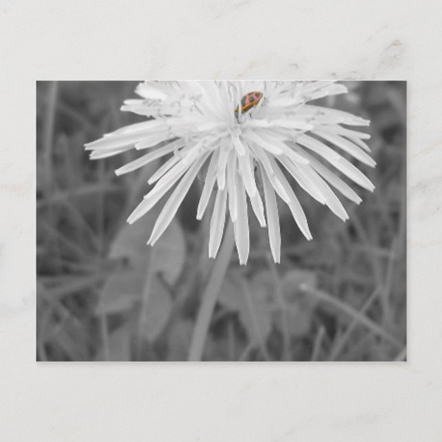 LadyBug Postcard (Front)