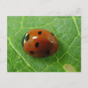 Ladybug Postcard