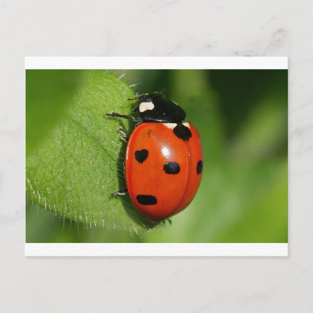Ladybug Postcard (Front)